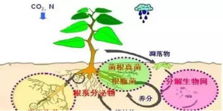 1525240935404542.png blob.png