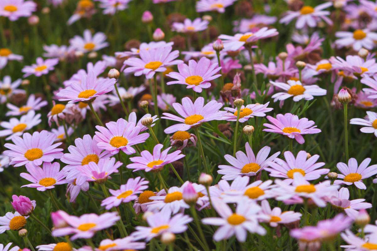 1553073721658214.png 1-1.png