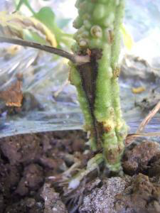 1553133530484322.png 1553133530484322.png