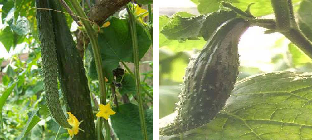 1561775986985255.jpg 尖嘴黃瓜.jpg