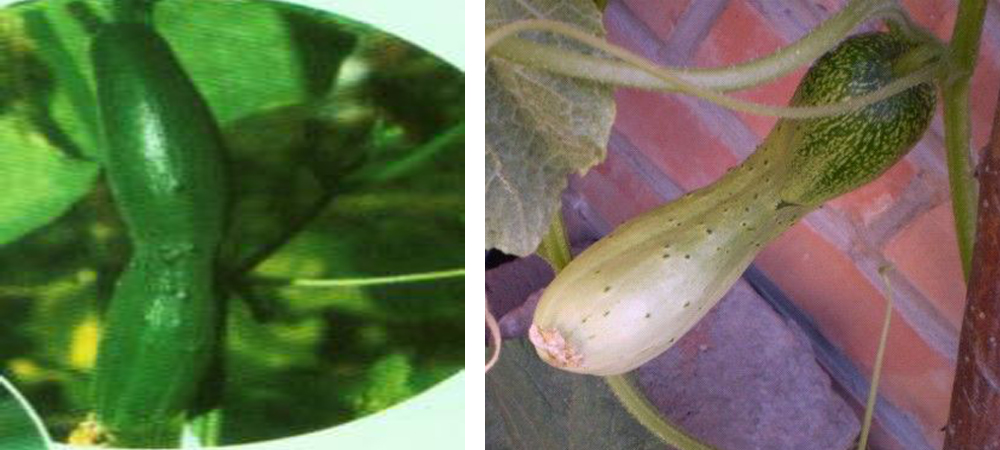 1561776002128028.jpg 蜂腰瓜.jpg