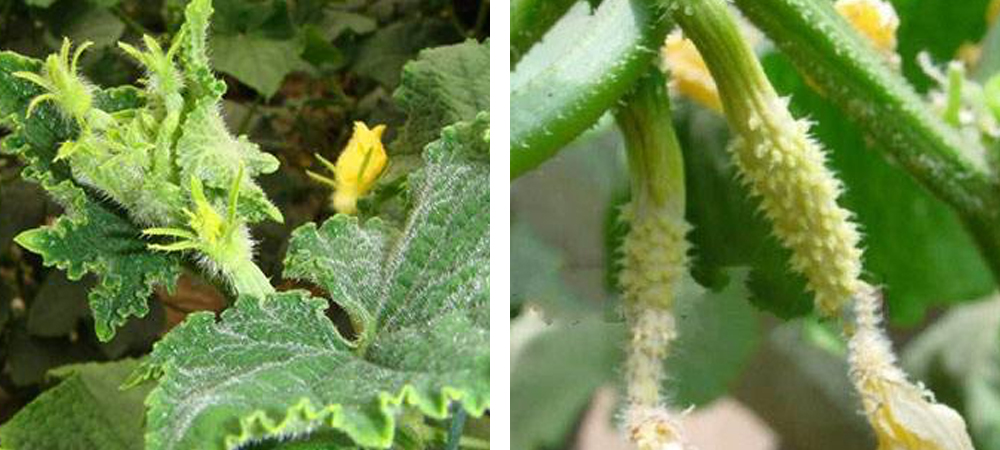 1561780034670176.jpg 黃瓜花打頂.jpg